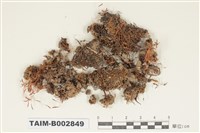 藏品(真苔科)的圖片